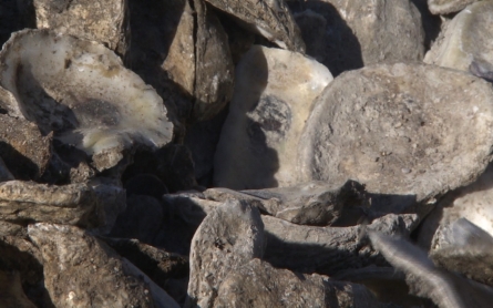 Recycled oyster shells could help the Louisiana coast